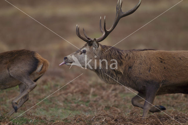 Edelhert (Cervus elaphus)