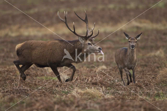 Edelhert (Cervus elaphus)