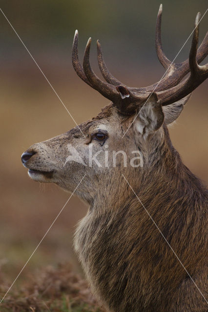 Edelhert (Cervus elaphus)