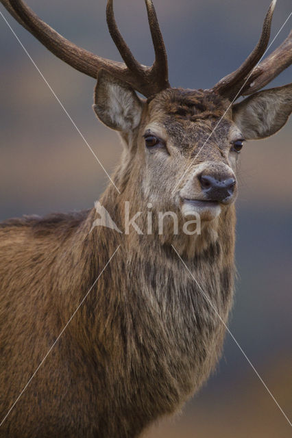 Edelhert (Cervus elaphus)