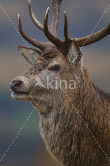 Edelhert (Cervus elaphus)