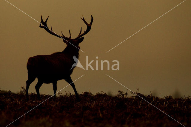 Edelhert (Cervus elaphus)