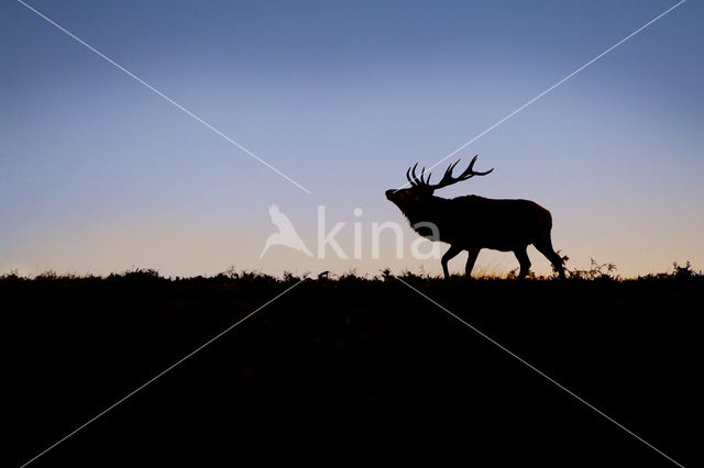 Edelhert (Cervus elaphus)