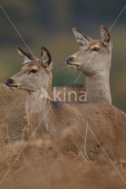 Edelhert (Cervus elaphus)