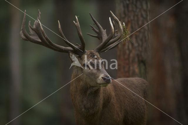 Edelhert (Cervus elaphus)