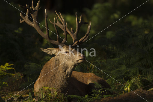 Edelhert (Cervus elaphus)