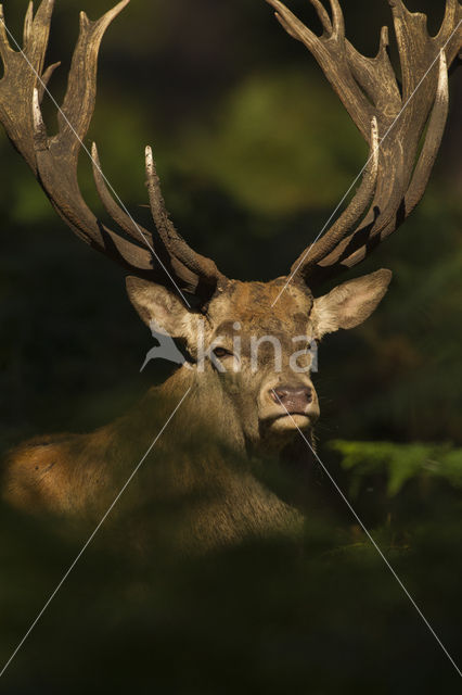 Edelhert (Cervus elaphus)