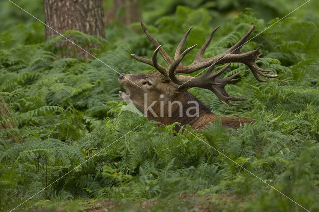 Edelhert (Cervus elaphus)