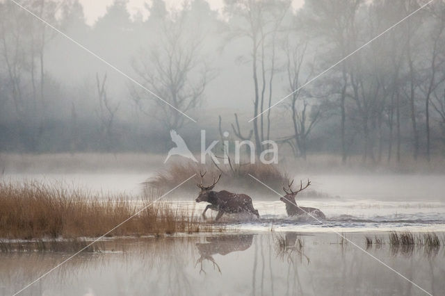 Edelhert (Cervus elaphus)