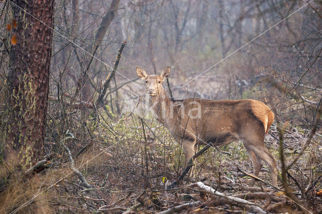 Edelhert (Cervus elaphus)