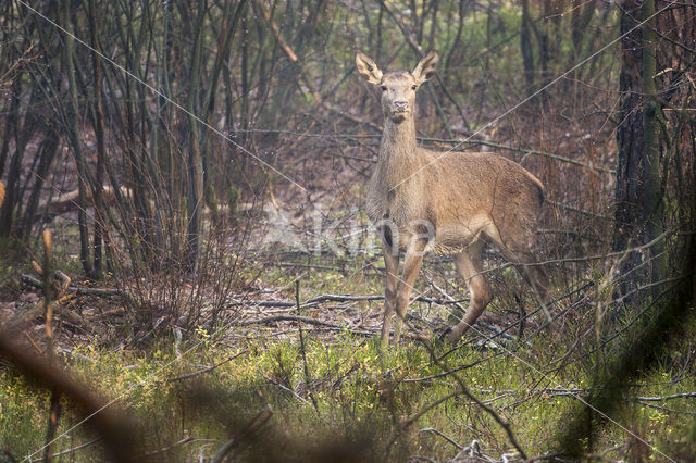 Edelhert (Cervus elaphus)