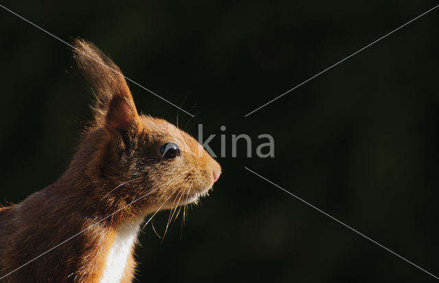 Eekhoorn (Sciurus vulgaris)