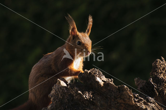 Eekhoorn (Sciurus vulgaris)