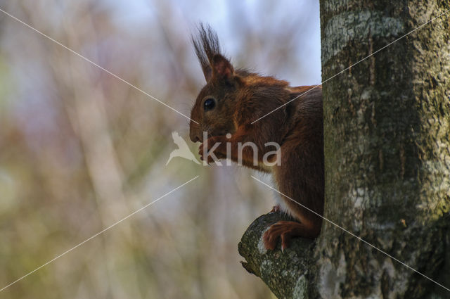 Eekhoorn (Sciurus vulgaris)