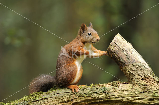 Eekhoorn (Sciurus vulgaris)