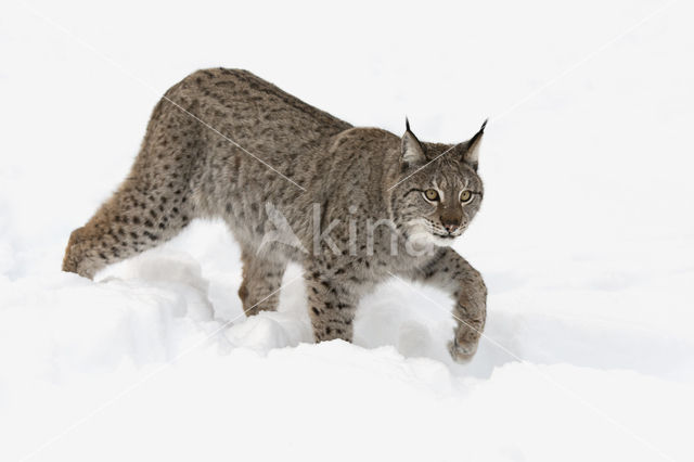 Euraziatische lynx (Lynx lynx)