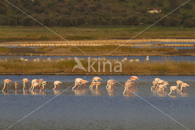 Europese Flamingo (Phoenicopterus ruber roseus)