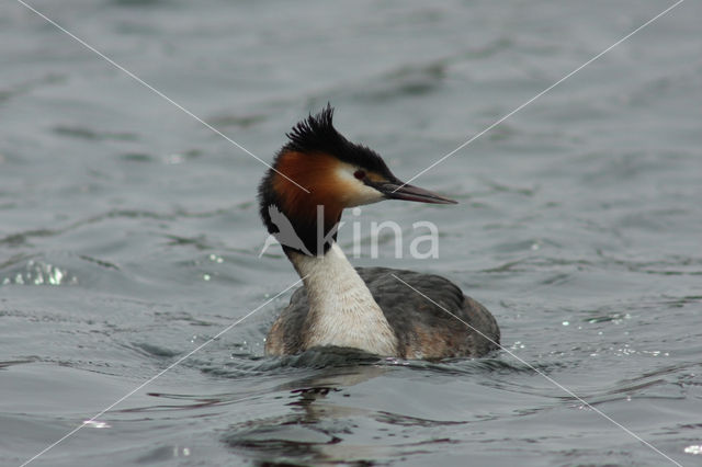 Fuut (Podiceps cristatus)