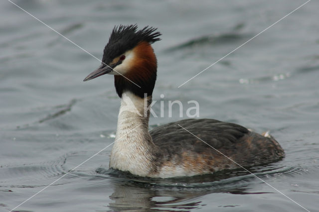 Fuut (Podiceps cristatus)