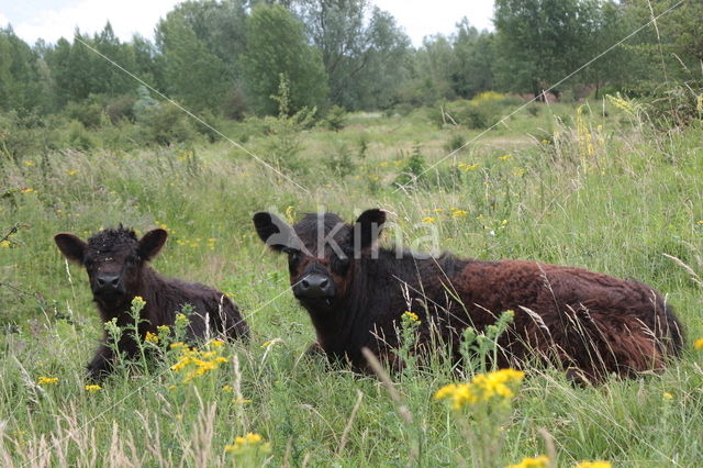 Galloway Koe (Bos domesticus)