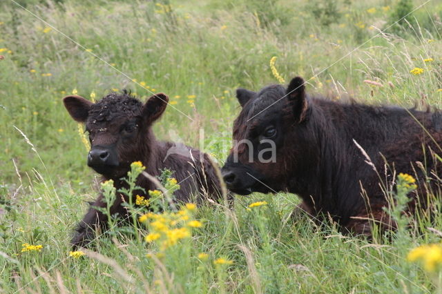 Galloway Koe (Bos domesticus)