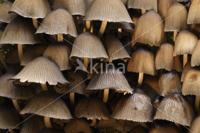 Gewone glimmerinktzwam (Coprinus micaceus)