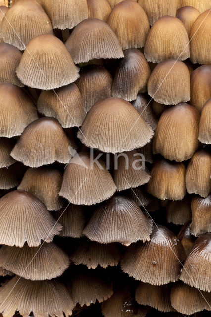 Gewone glimmerinktzwam (Coprinus micaceus)