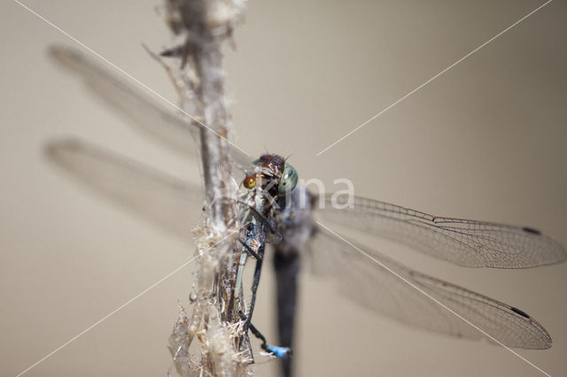 Gewone oeverlibel (Orthetrum cancellatum)