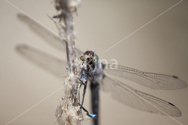 Black-tailed Skimmer (Orthetrum cancellatum)