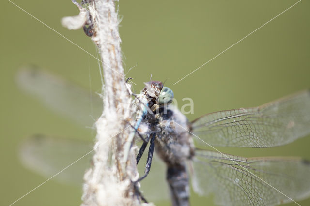 Black-tailed Skimmer (Orthetrum cancellatum)