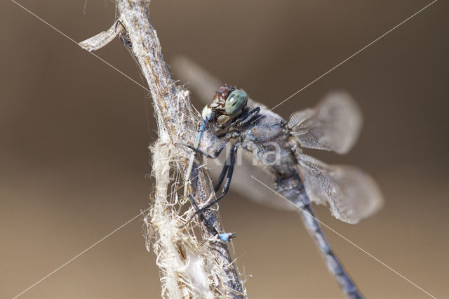 Black-tailed Skimmer (Orthetrum cancellatum)