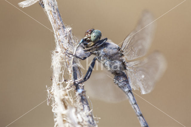 Gewone oeverlibel (Orthetrum cancellatum)