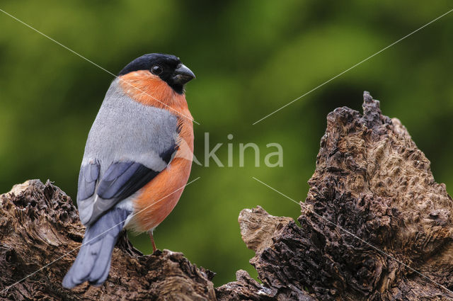 Eurasian Bullfinch (Pyrrhula pyrrhula)