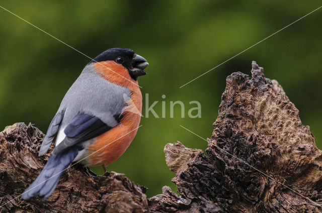 Eurasian Bullfinch (Pyrrhula pyrrhula)