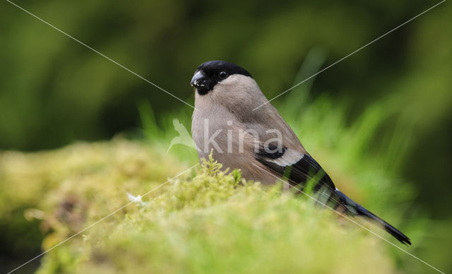 Eurasian Bullfinch (Pyrrhula pyrrhula)