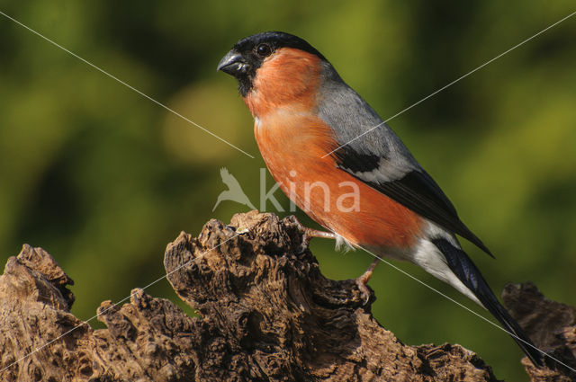 Eurasian Bullfinch (Pyrrhula pyrrhula)