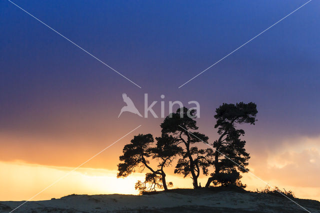 Grove den (Pinus sylvestris)