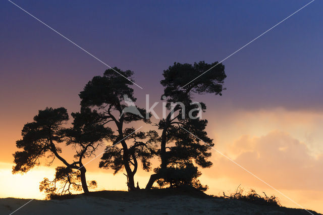 Grove den (Pinus sylvestris)