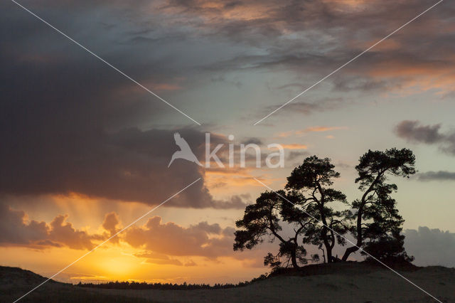 Grove den (Pinus sylvestris)