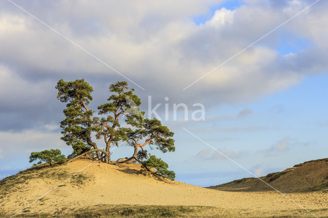 Grove den (Pinus sylvestris)