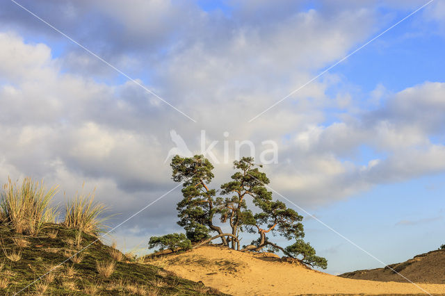 Grove den (Pinus sylvestris)