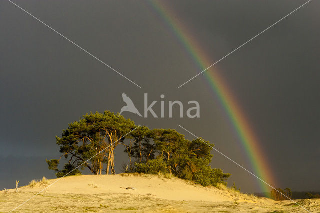 Grove den (Pinus sylvestris)