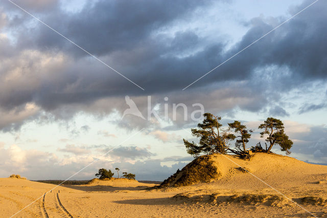 Grove den (Pinus sylvestris)