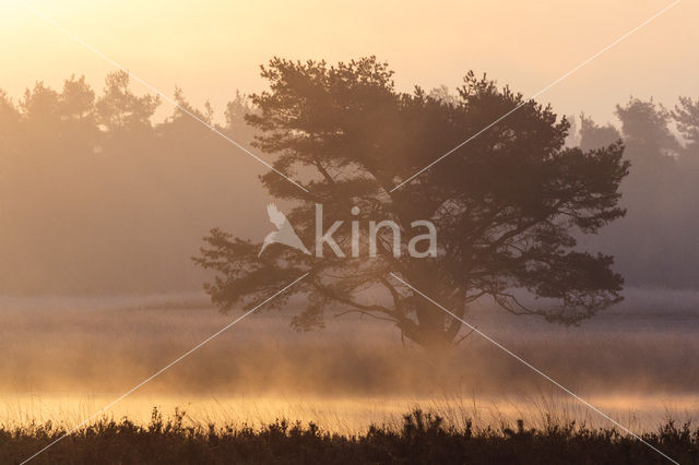 Grove den (Pinus sylvestris)