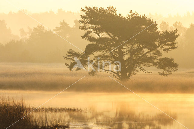 Grove den (Pinus sylvestris)