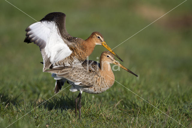 Grutto (Limosa limosa)