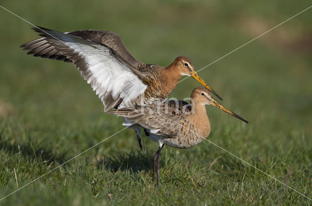 Grutto (Limosa limosa)