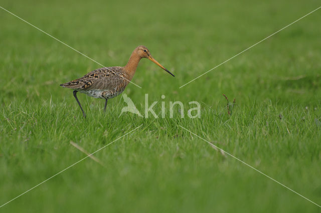 Grutto (Limosa limosa)