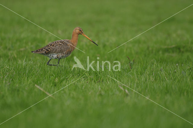 Grutto (Limosa limosa)