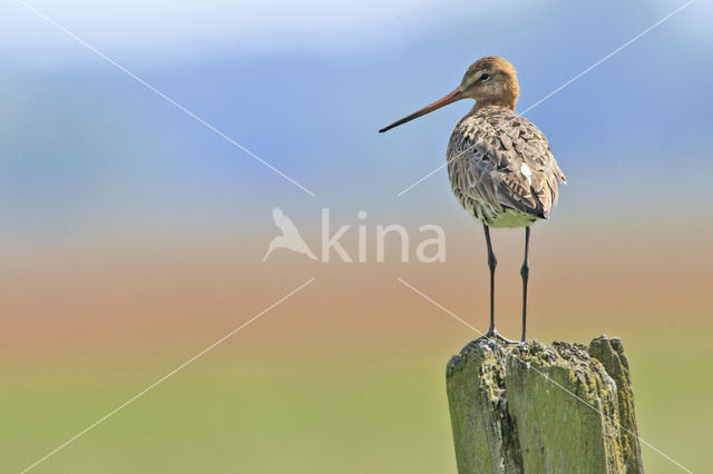 Grutto (Limosa limosa)